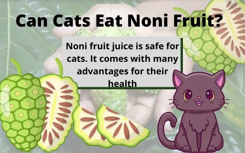 Can Cats Eat Noni Fruit