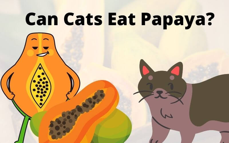 Can Cats Eat Papaya