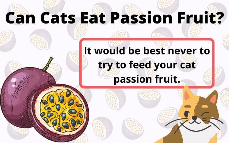 Can Cats Eat Passion Fruit