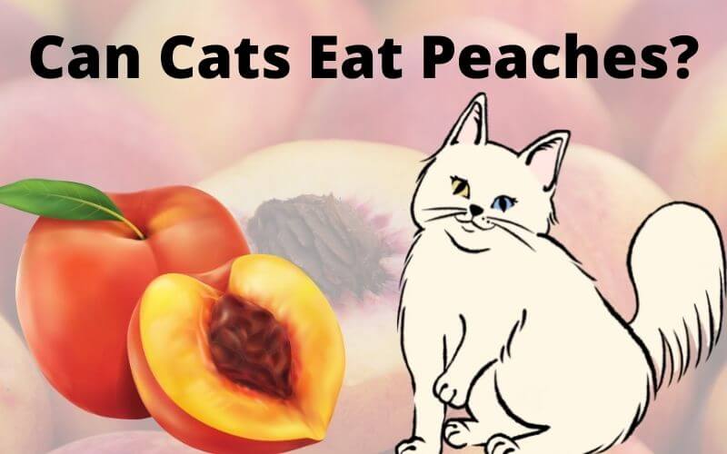 Can Cats Eat Peaches