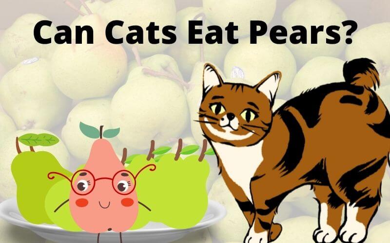 Can Cats Eat Pears