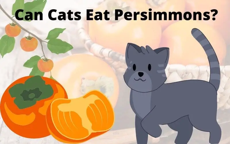 Can Cats Eat Persimmons