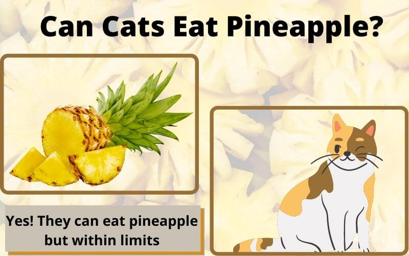 Can Cats Eat Pineapple