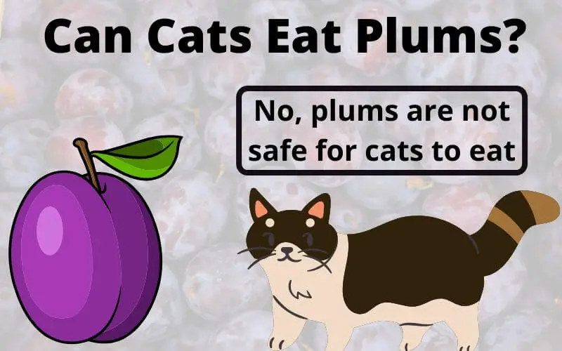 Can Cats Eat Plums