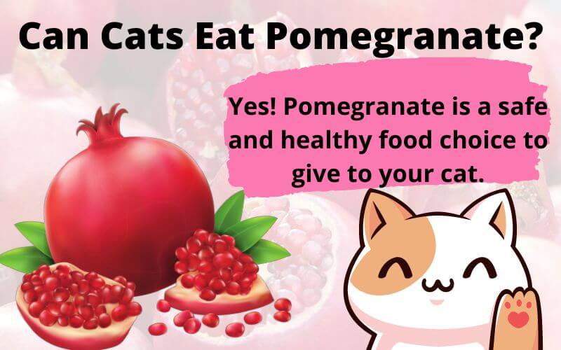 Can Cats Eat Pomegranate