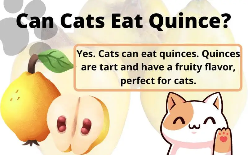 Can Cats Eat Quince