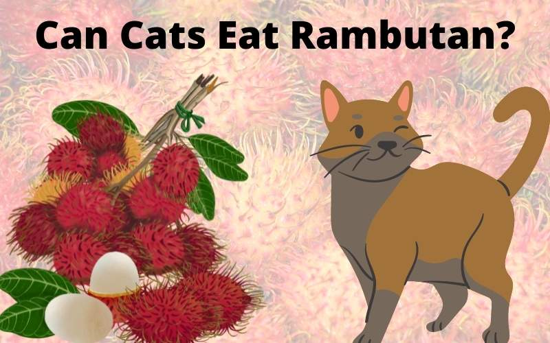 Can Cats Eat Rambutan