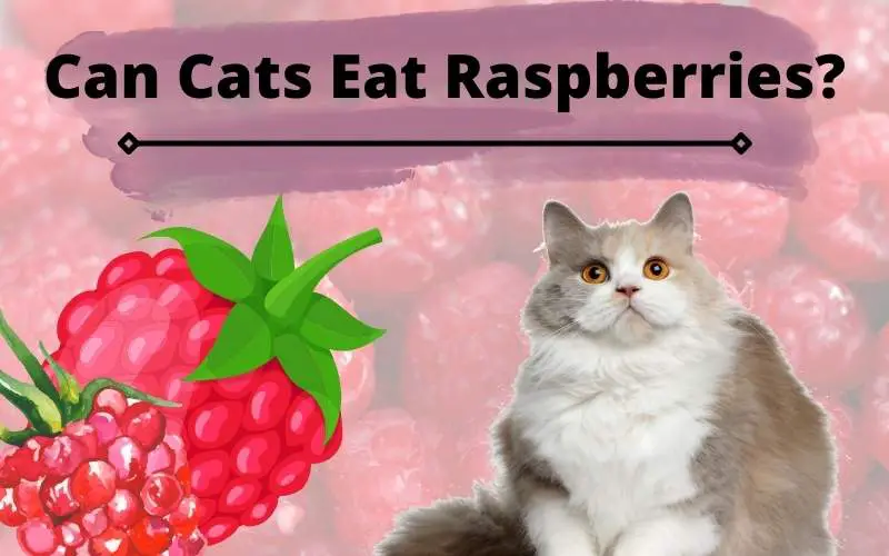 Can Cats Eat Raspberries