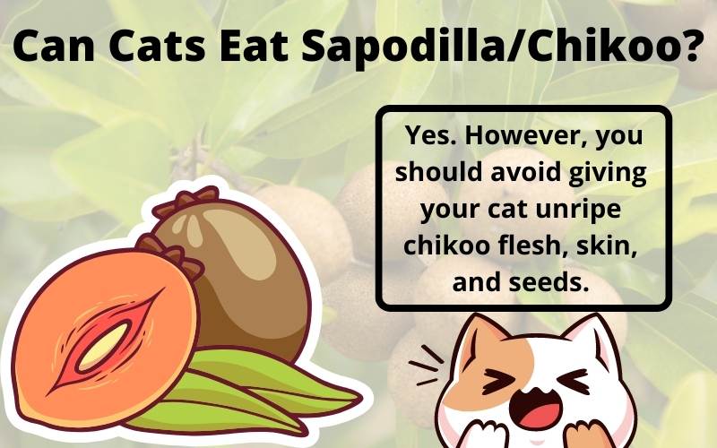 Can Cats Eat Sapodilla/Chikoo