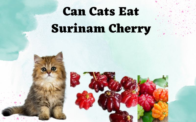 Can Cats Eat Surinam Cherry