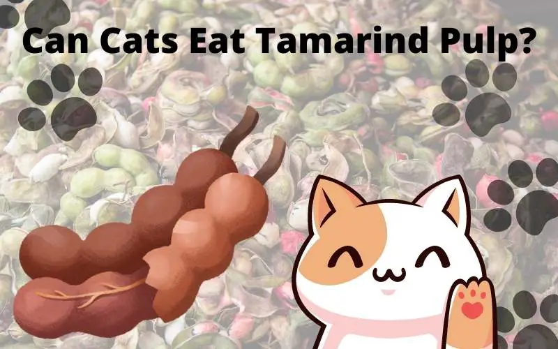 Can Cats Eat Tamarind Pulp?