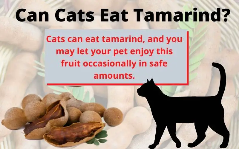 Can Cats Eat Tamarind