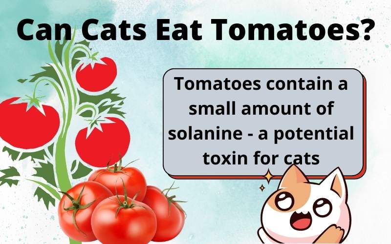 Can Cats Eat Tomatoes