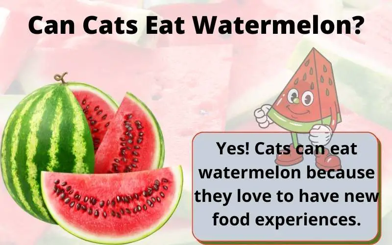 Can Cats Eat Watermelon