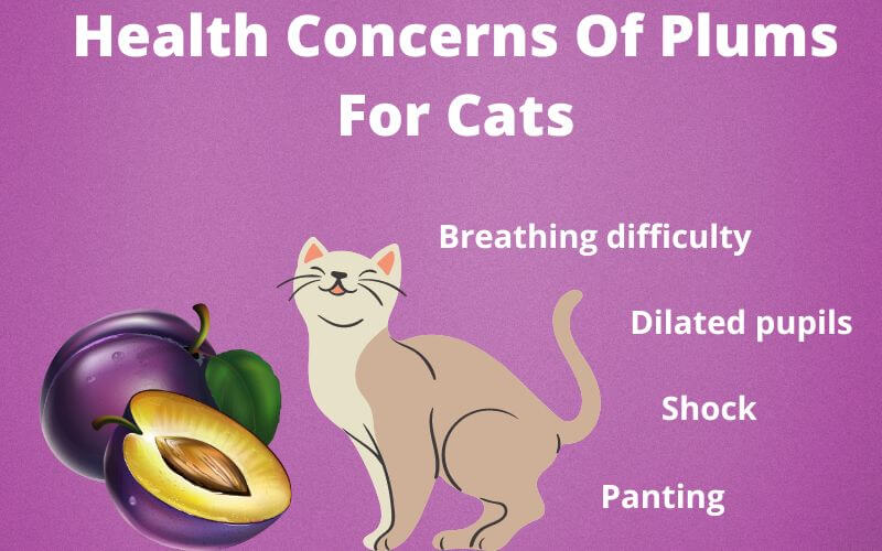 Health Concerns Of Plums For Cats