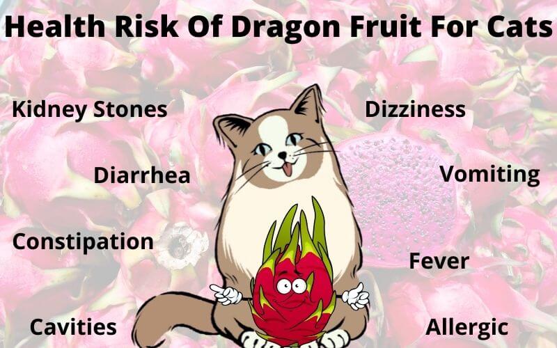 Health Risk Of Dragon Fruit For Cats