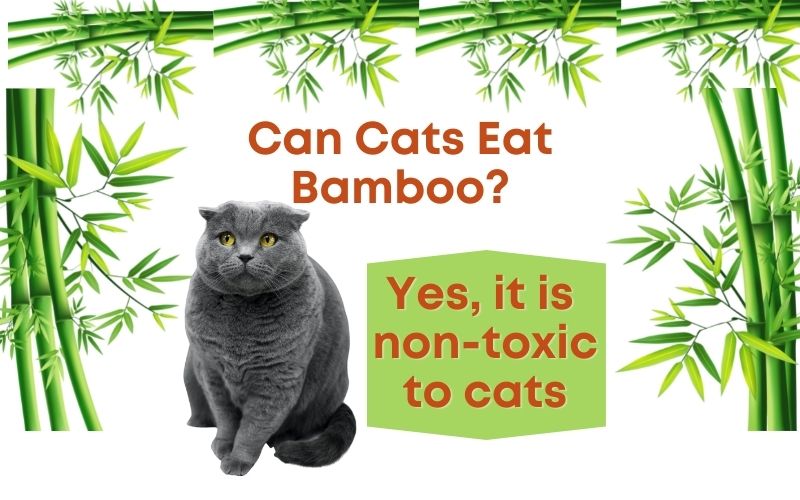 Can Cats Eat Bamboo Shoot? What Types Of Bamboo Are Safe
