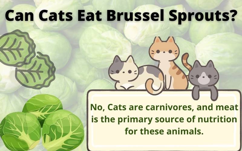 Can Cats Eat Brussel Sprouts
