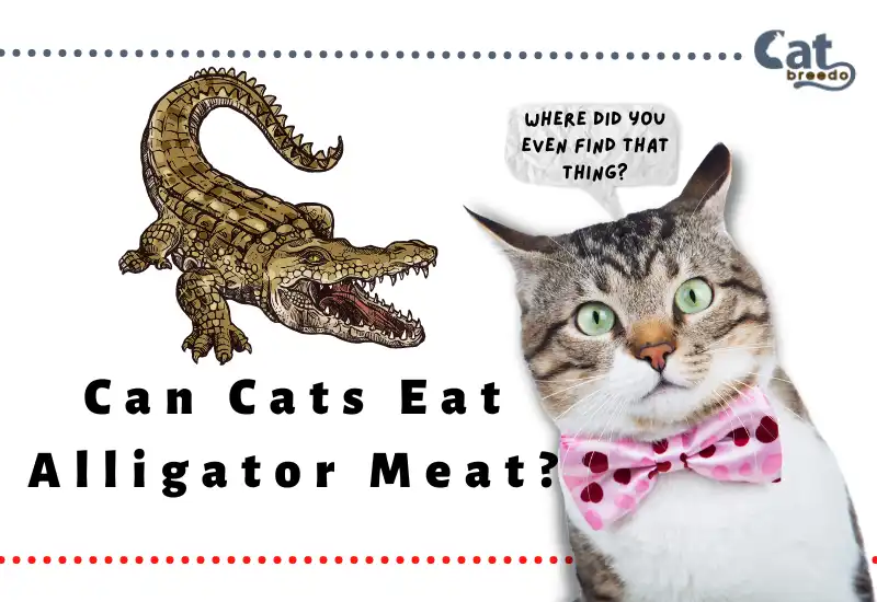 Can Cats Eat Alligator Meat?