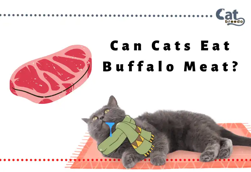Can Cats Eat Buffalo Meat