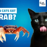 Can Cats Eat Crab?