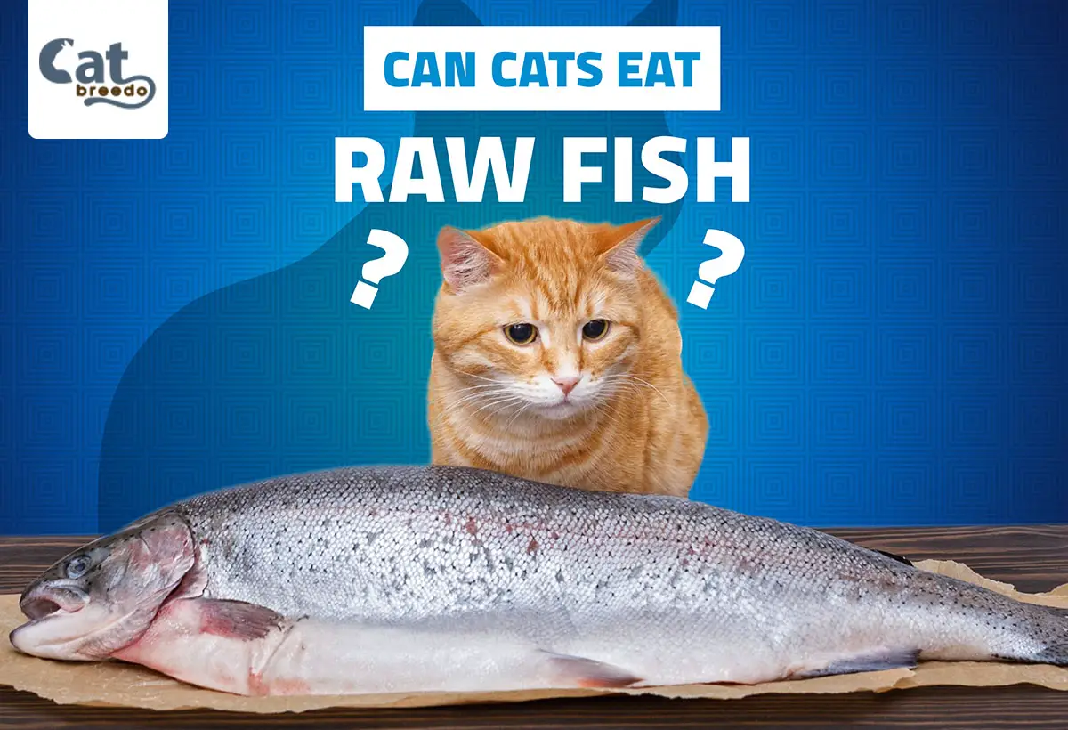 Can Cats Eat Raw Fish?