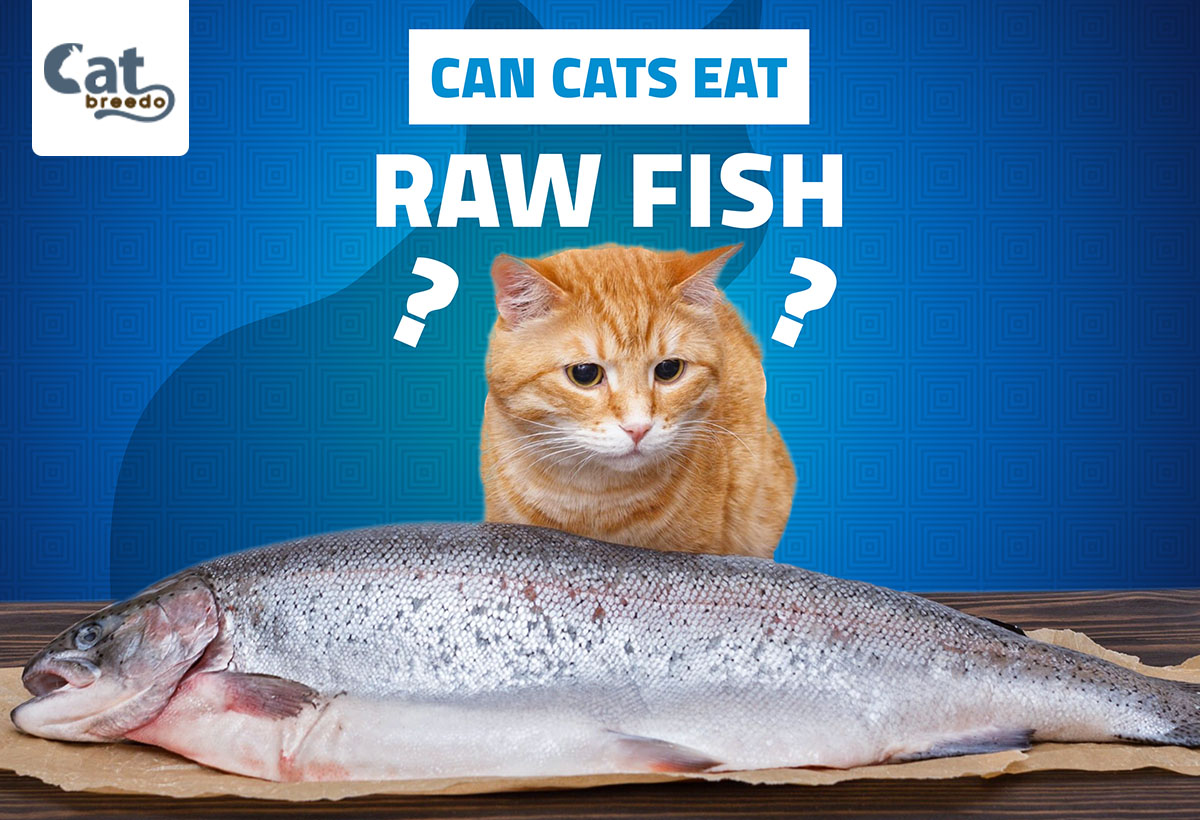 Can Cats Eat Raw Fish