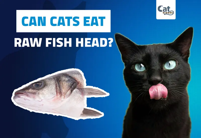 Can Cats Eat Raw Fish Heads