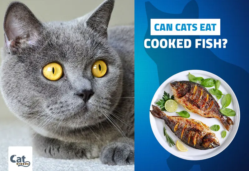 Can Cats Eat Cooked Fish
