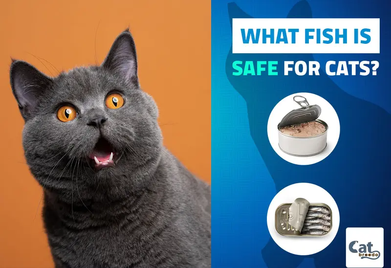 What Fish Is Safe For Cats