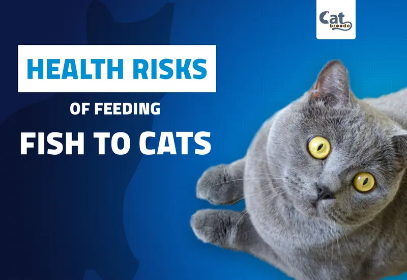 Health Risks of Feeding Fish to Cats