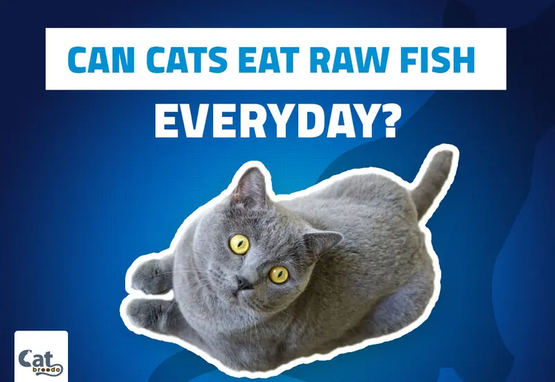 Can Cats Eat Raw Fish Everyday