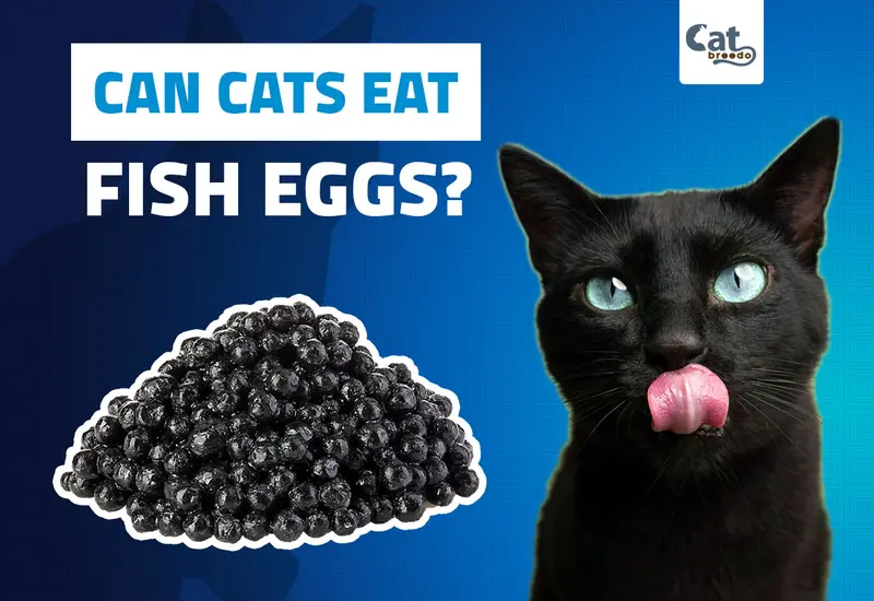 Can Cats Eat Fish Eggs