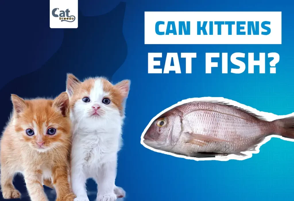 Can Kittens Eat Fish