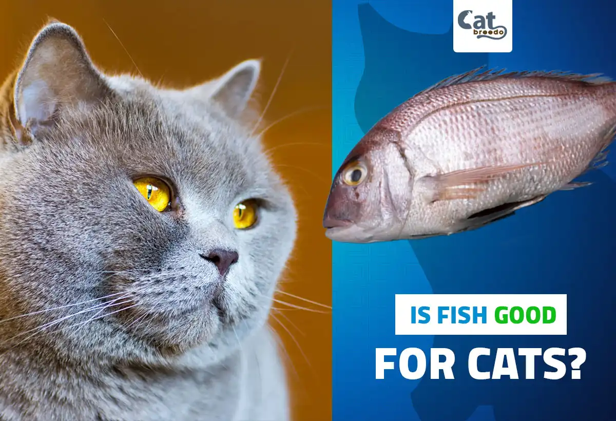 Is Fish Good For Cats