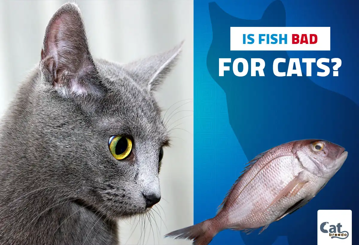 Is Fish Bad For Cats