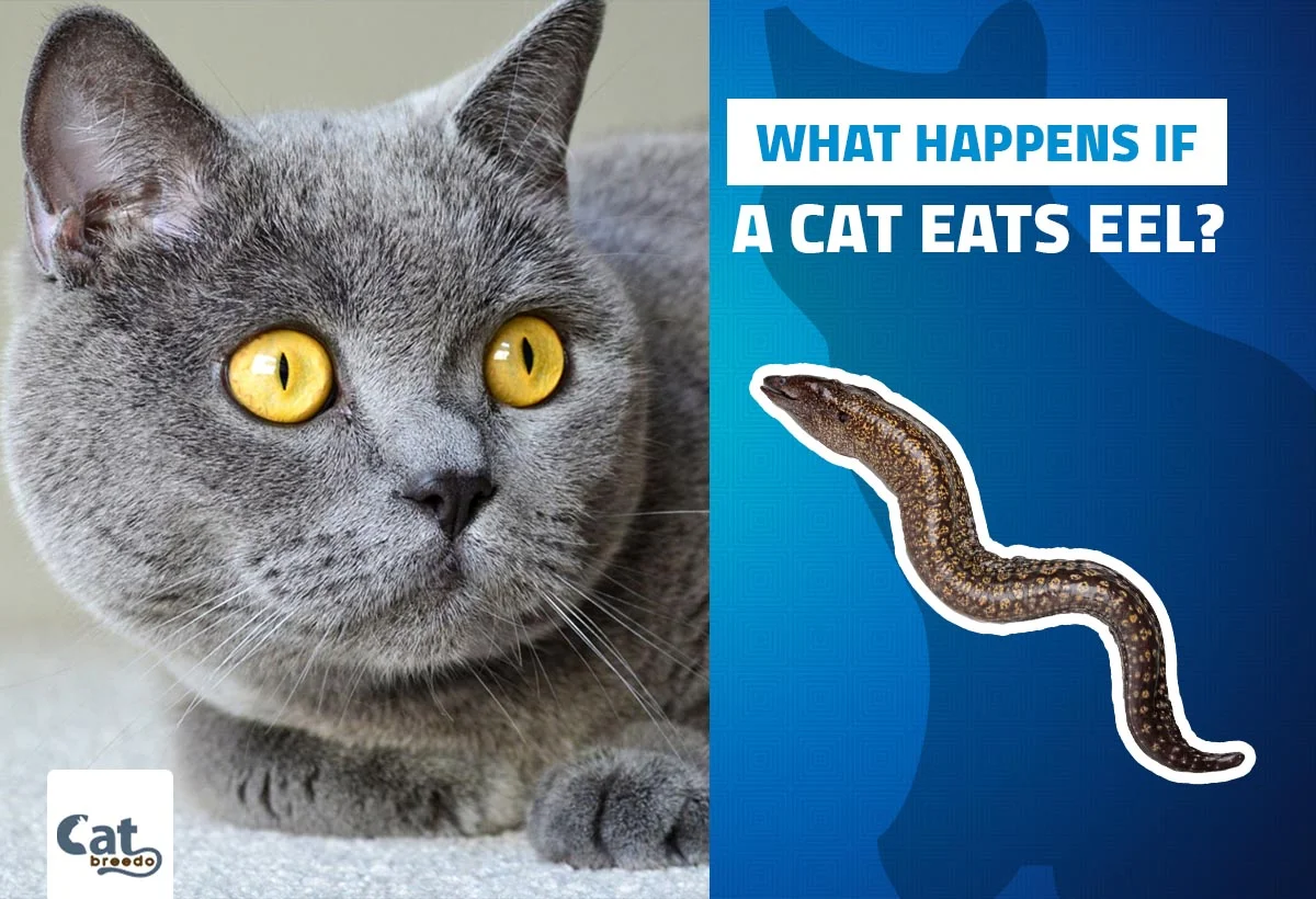 What Happens If A Cat Eats Eel