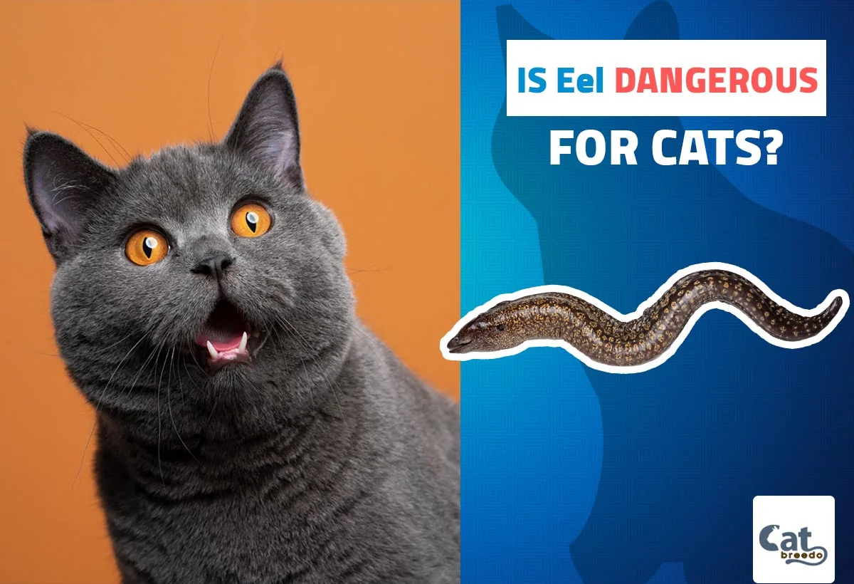 Is Eel Dangerous For Cats