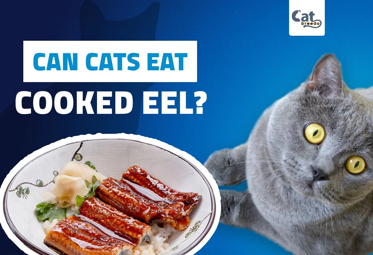 Can Cats Eat Cooked Eel