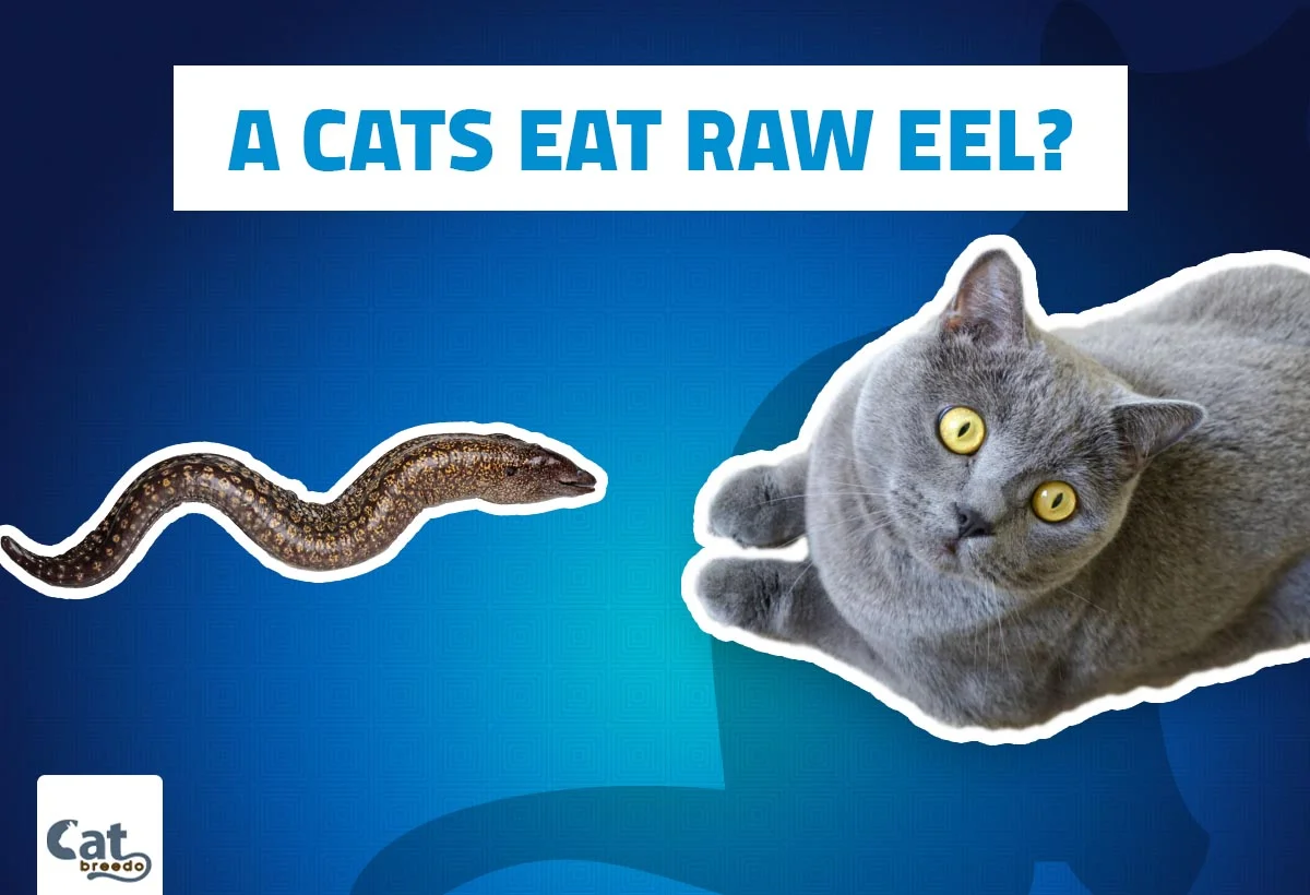 Can Cats Eat Raw Eel