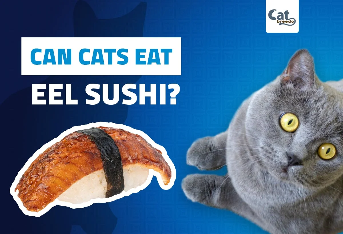 Can Cats Eat Eel Sushi
