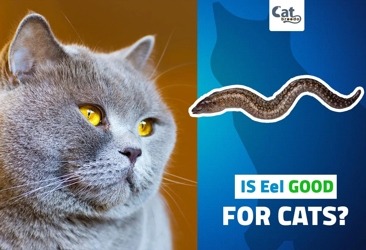 Is Eel Good For Cats