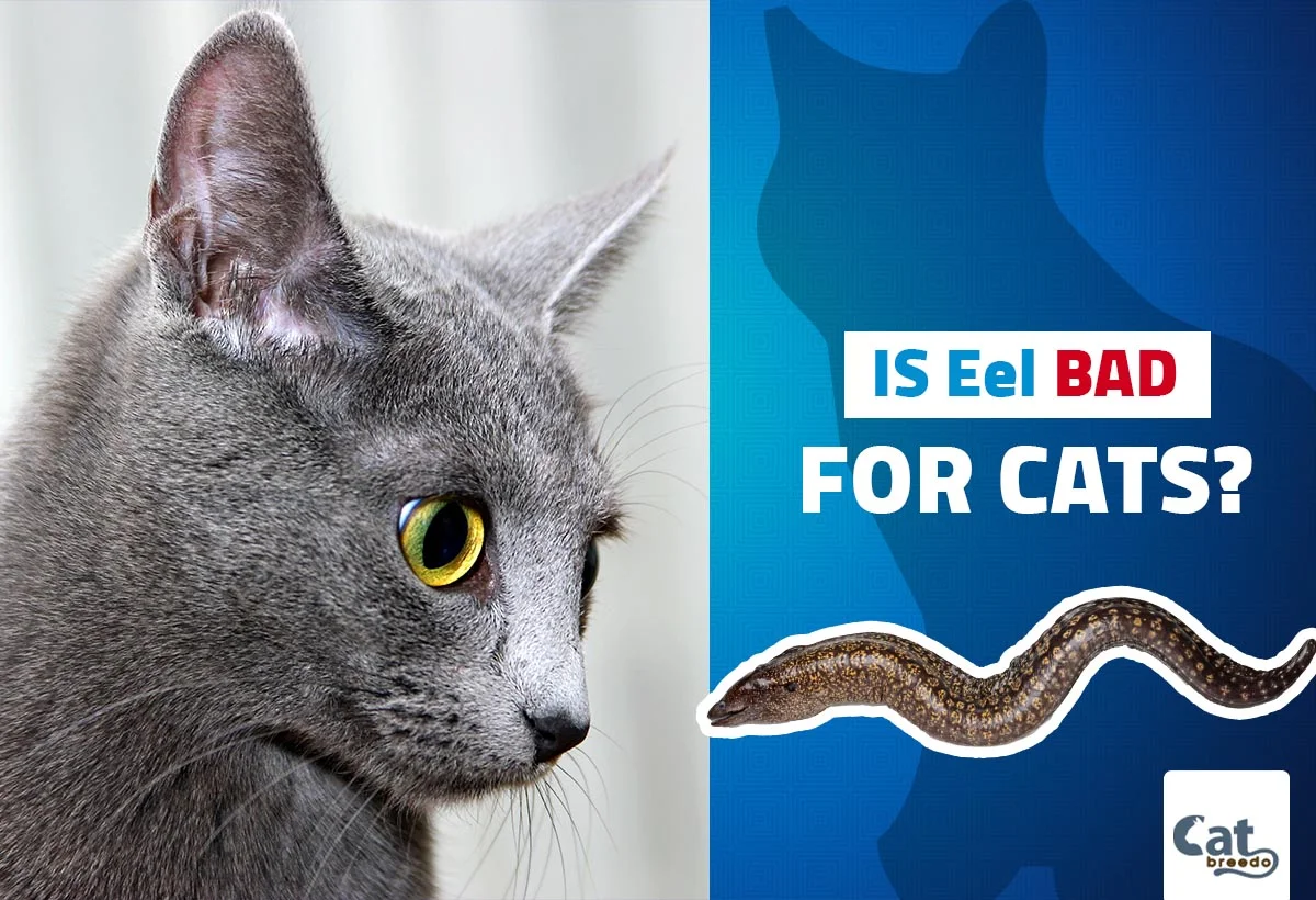Is Eel Bad For Cats