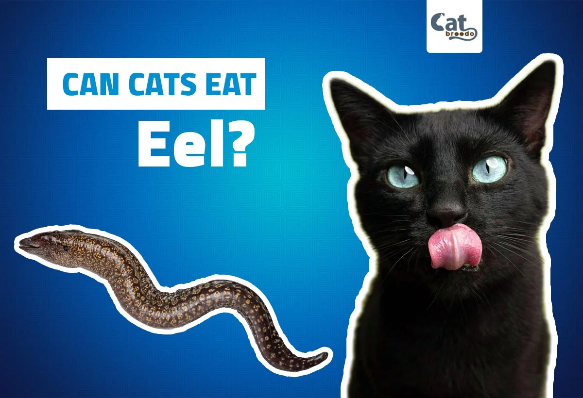 Can Cats Eat Eel