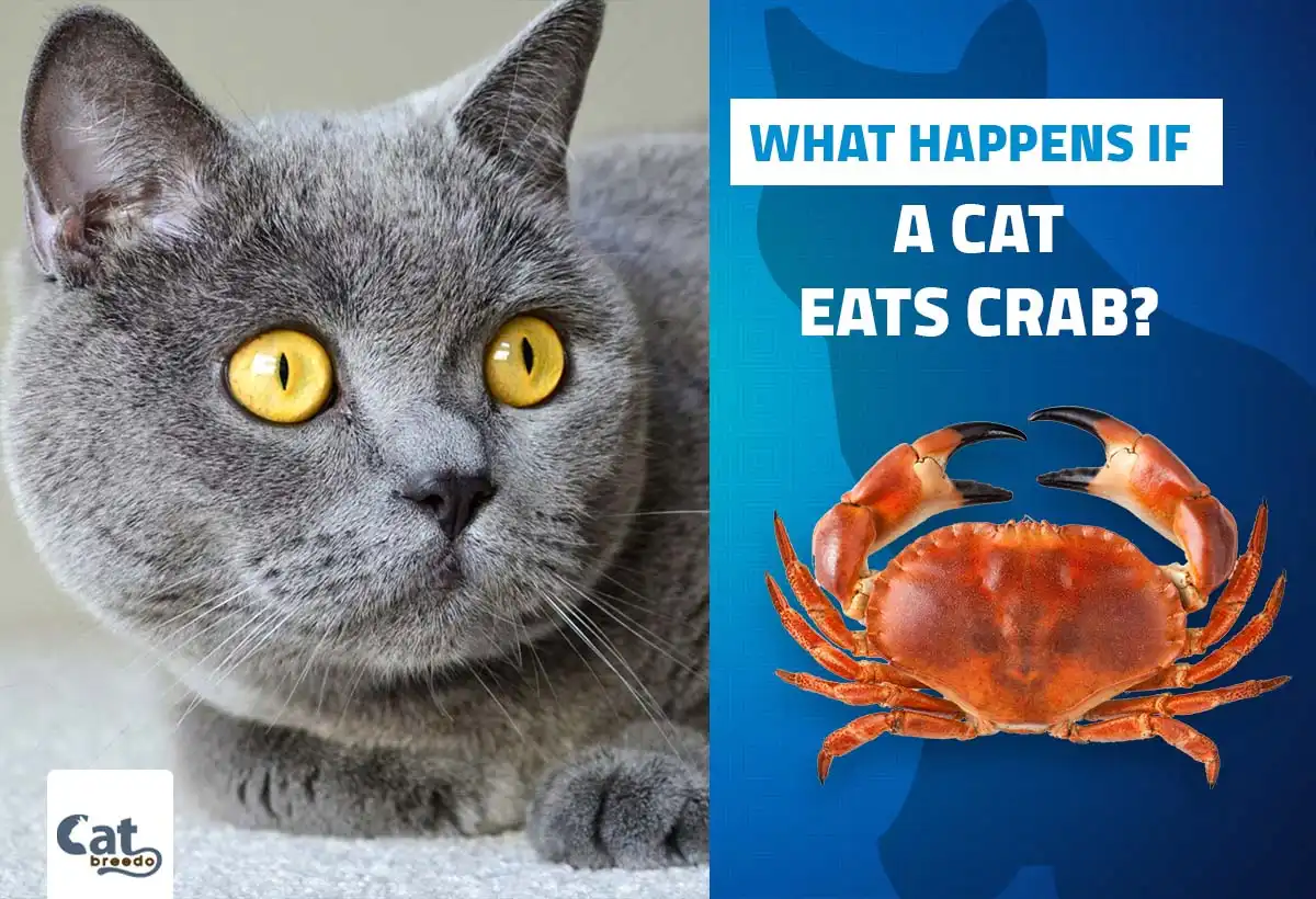 What Happens If A Cat Eats Crab