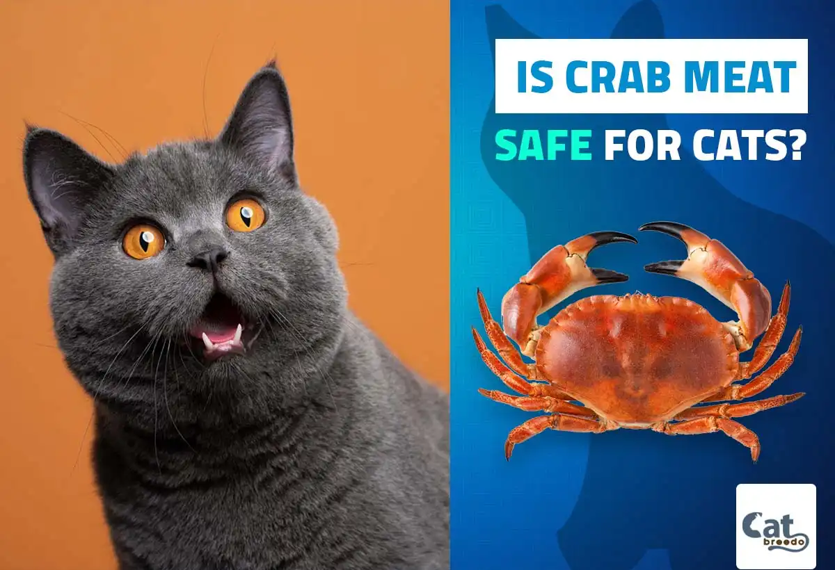 Is Crab Safe For Cats