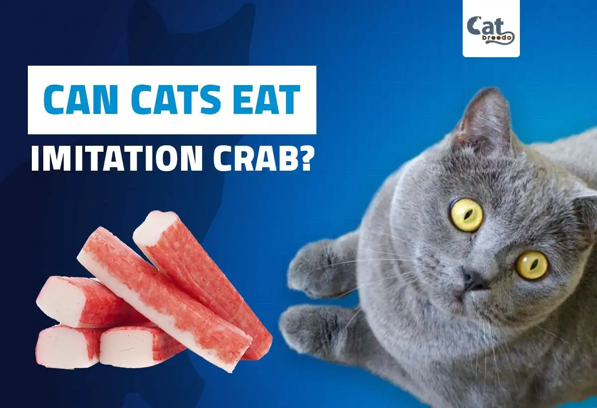 Can Cats Eat Imitation Crab