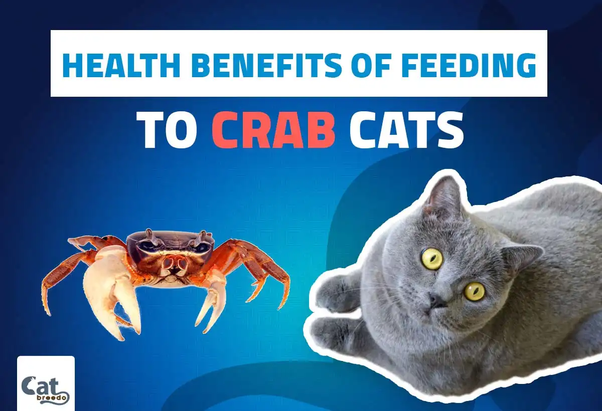 Health Benefits Of Feeding Crab To Cats