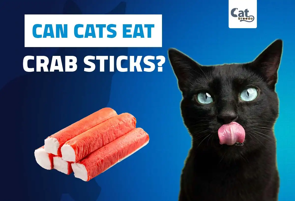 Can Cats Eat Crab Sticks