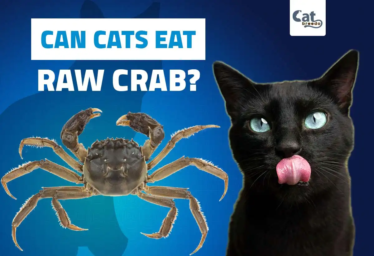 Can Cats Eat Raw Crab